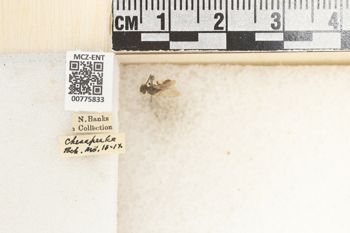 Media type: image;   Entomology 775833 Aspect: Labels